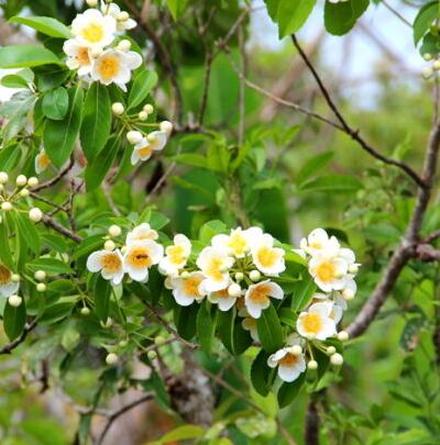 最愛木荷之：木荷有毒嗎？木荷的價值！