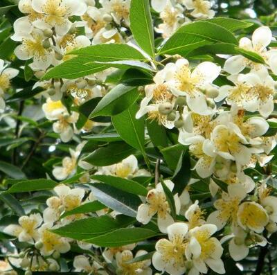 最愛木荷之：木荷有毒嗎？木荷的價值！