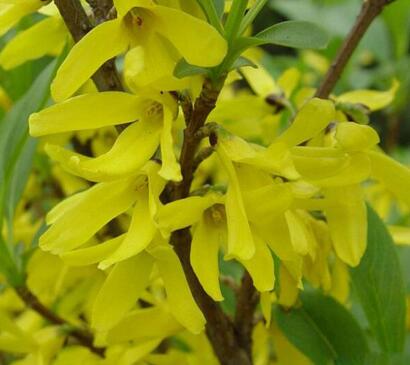 金鐘花與連翹的區(qū)別？圖文對比一看明了！