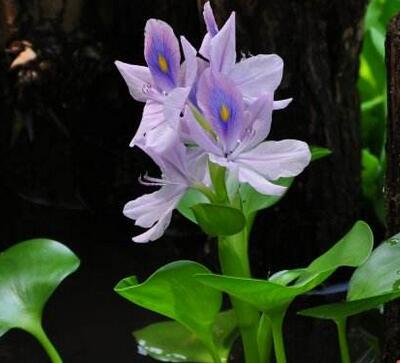 【鳳眼蓮怎么養】小細節你可知道?