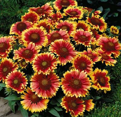 【天人菊怎么養】小細節你可知道?