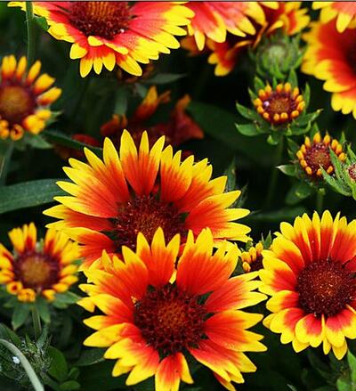 【天人菊怎么養】小細節你可知道?