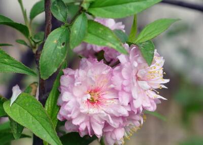 【郁李和麥李的區(qū)別】圖文對比