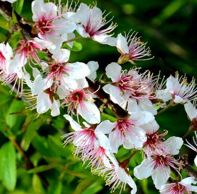 【郁李和麥李的區(qū)別】圖文對比