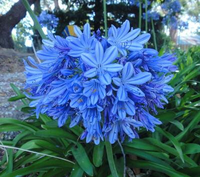 【百子蓮怎么養怎么越冬】專家告訴你