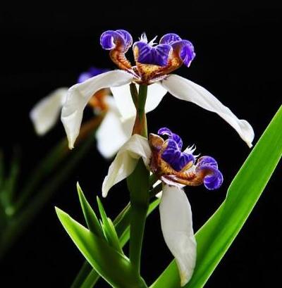 巴西鳶尾有毒為什么人們還是喜歡養？