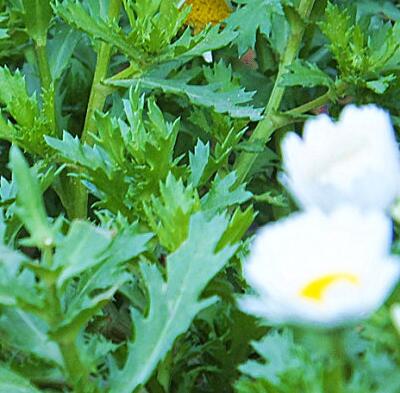 白晶菊和雛菊的區別？圖文對比一看就明了