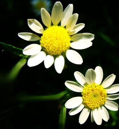 白晶菊和雛菊的區別？圖文對比一看就明了