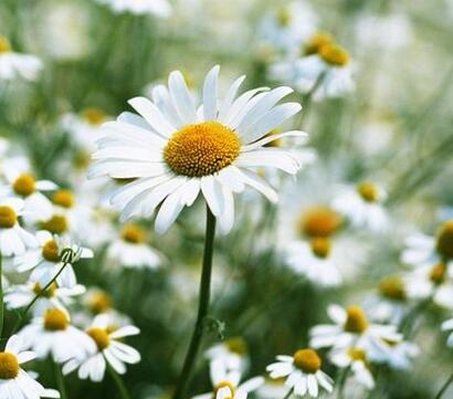 白晶菊和雛菊的區別？圖文對比一看就明了