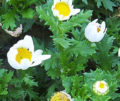 白晶菊和雛菊的區別？圖文對比一看就明了