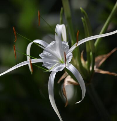 水鬼蕉有毒為什么很多花友還是喜歡養?