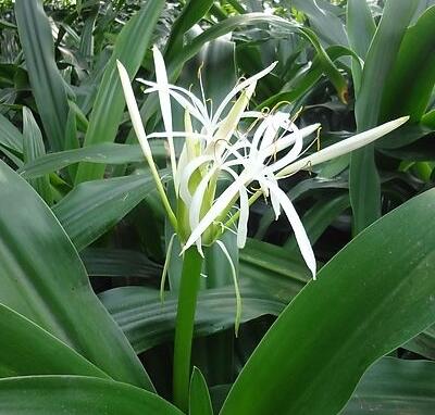 水鬼蕉有毒為什么很多花友還是喜歡養?