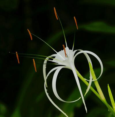水鬼蕉有毒為什么很多花友還是喜歡養?