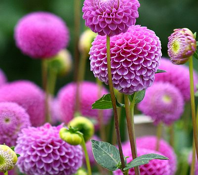 大麗花背叛之花！為什么？