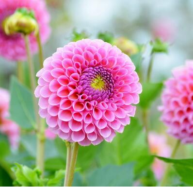 大麗花背叛之花！為什么？