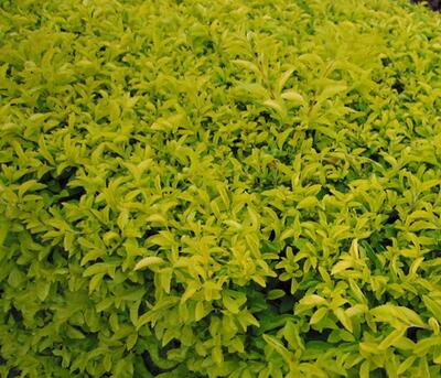 假連翹是連翹嗎？說說它們的區別！