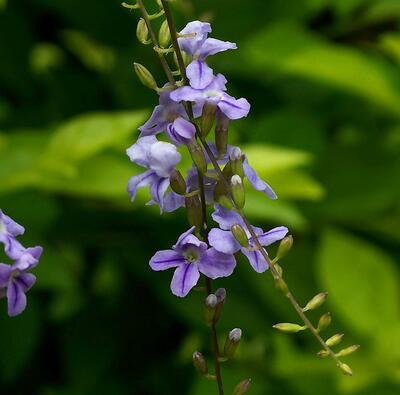 假連翹是連翹嗎？說說它們的區別！