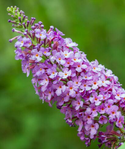 醉魚草如何醉魚？聽小編細細道來