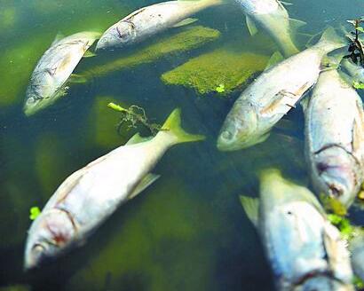 醉魚草如何醉魚？聽小編細細道來