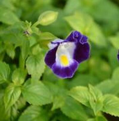 夏堇養殖方法越冬方法大全！