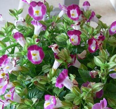 夏堇養殖方法越冬方法大全！