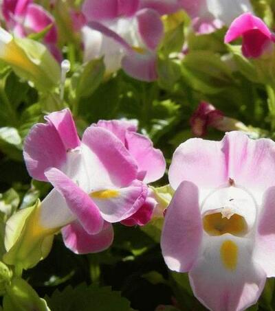 夏堇養殖方法越冬方法大全！