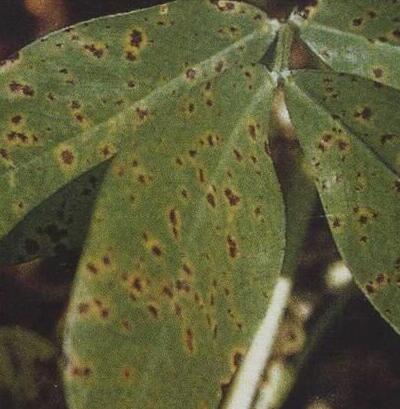 毛鵑“病了”怎么辦？專家解答！