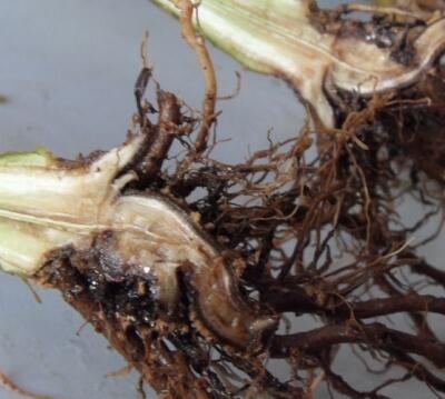 毛鵑“病了”怎么辦？專家解答！