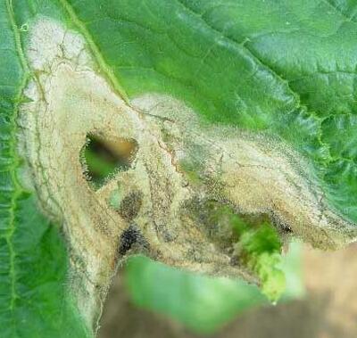 毛鵑“病了”怎么辦？專家解答！