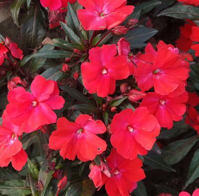 非洲鳳仙花有毒致癌？是真是假？