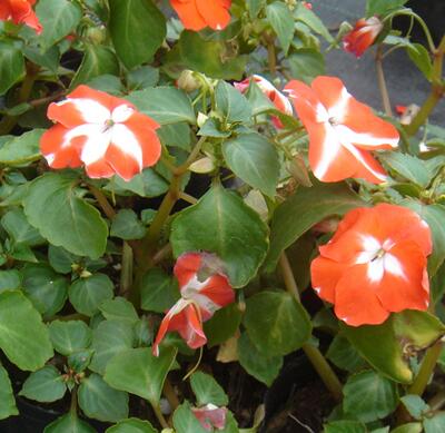 非洲鳳仙花有毒致癌？是真是假？