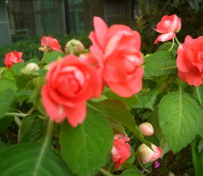 非洲鳳仙花有毒致癌？是真是假？