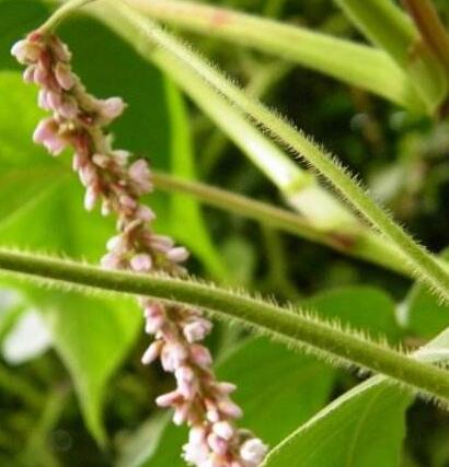 紅蓼水蓼傻傻分不清楚？小編教你怎么區(qū)別