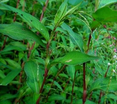 紅蓼水蓼傻傻分不清楚？小編教你怎么區(qū)別