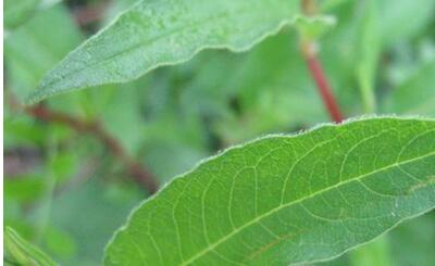 紅蓼水蓼傻傻分不清楚？小編教你怎么區(qū)別