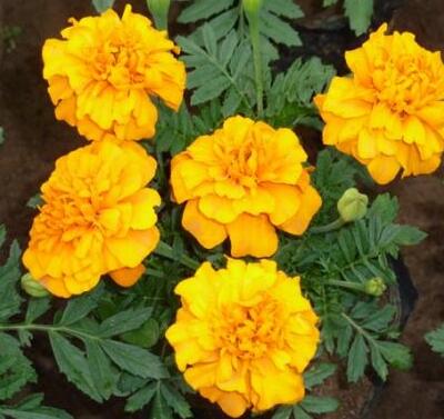  孔雀草的藥用價值你知道嗎？