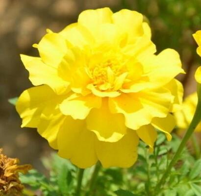  孔雀草的藥用價值你知道嗎？