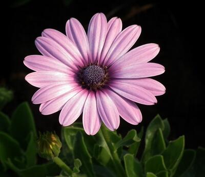 藍目菊越冬越夏小常識