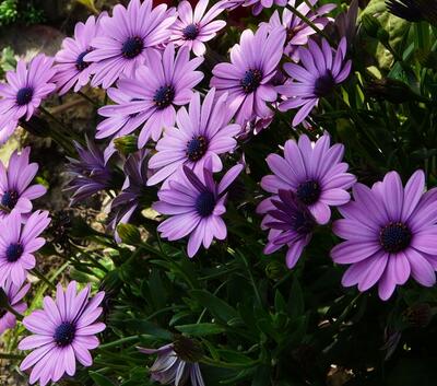 藍目菊越冬越夏小常識