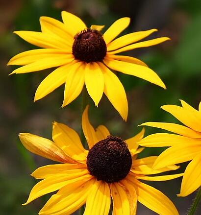 黑心菊和金光菊如何區分？小編教你！