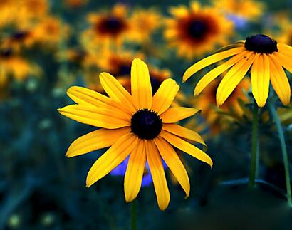 黑心菊和金光菊如何區分？小編教你！