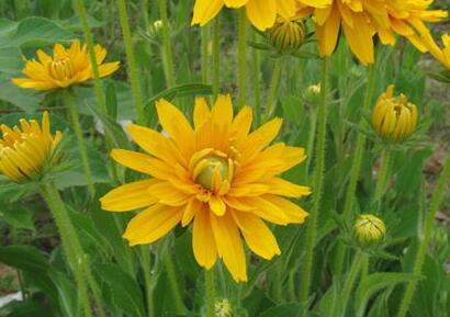 黑心菊和金光菊如何區分？小編教你！