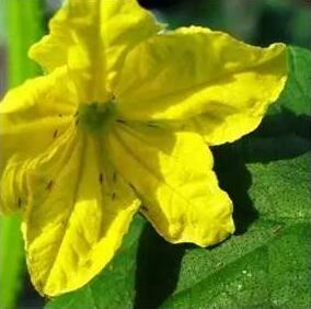 狗牙花生病了怎么辦？