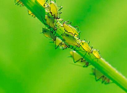 狗牙花生病了怎么辦？