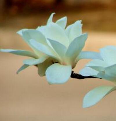 玉蘭花語大全，玉蘭的故事你知道嗎？