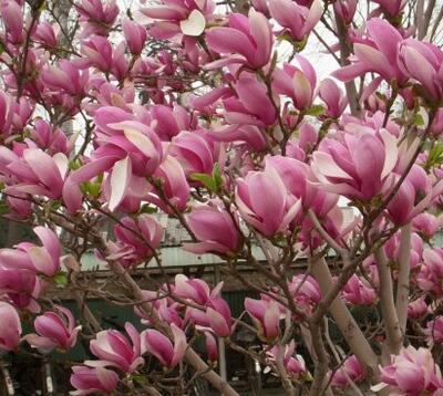 玉蘭花語大全，玉蘭的故事你知道嗎？