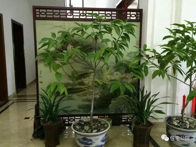 朋友曬美宅，96萬建流水花園別墅、舒適庭院！要多沒有多美！