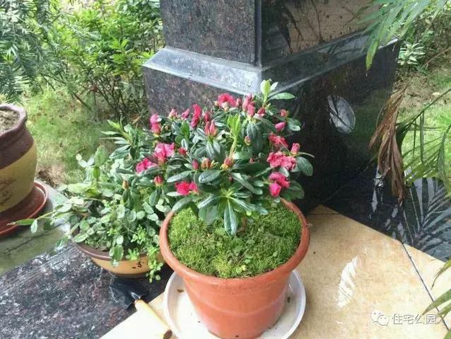 朋友曬美宅，96萬建流水花園別墅、舒適庭院！要多沒有多美！