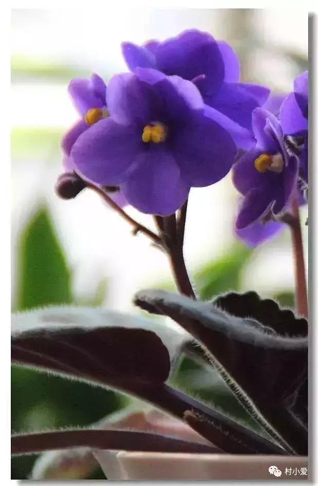 13×18m歐式二層小別墅設計圖，凹形布局有致