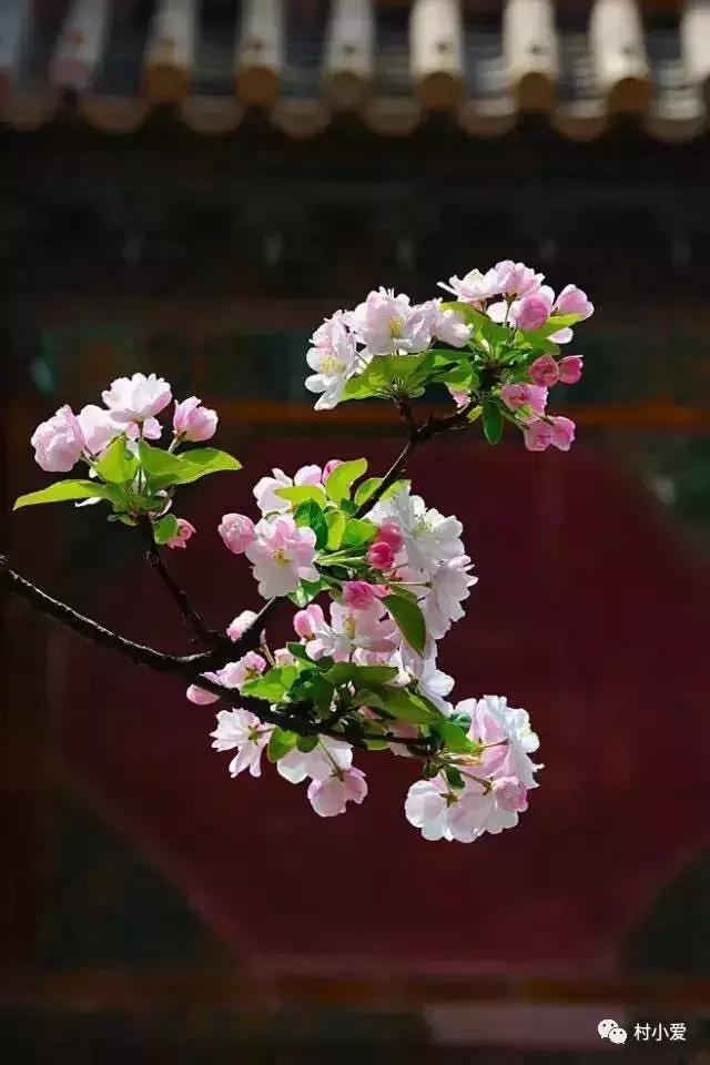 13×18m歐式二層小別墅設計圖，凹形布局有致